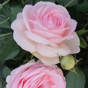 Meet your Posher, Iris